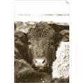 Picture of Snuggled Highland _GroupedProduct_Rectangle_Portrait_Photography _GroupedProduct_Rectangle_Portrait_Unframed_Print_Only_