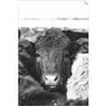 Picture of Snuggled Highland _GroupedProduct_Rectangle_Portrait_Photography _GroupedProduct_Rectangle_Portrait_Unframed_Print_Only_