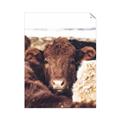 Picture of Snuggled Highland _GroupedProduct_Rectangle_Portrait_Photography _GroupedProduct_Rectangle_Portrait_Unframed_Print_Only_