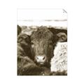 Picture of Snuggled Highland _GroupedProduct_Rectangle_Portrait_Photography _GroupedProduct_Rectangle_Portrait_Unframed_Print_Only_