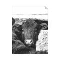 Picture of Snuggled Highland _GroupedProduct_Rectangle_Portrait_Photography _GroupedProduct_Rectangle_Portrait_Unframed_Print_Only_