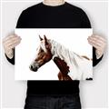 Picture of Spotted Horse _GroupedProduct_Rectangle_Landscape_Photography _GroupedProduct_Rectangle_Landscape_Canvas_