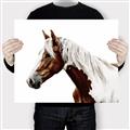 Picture of Spotted Horse _GroupedProduct_Rectangle_Landscape_Photography _GroupedProduct_Rectangle_Landscape_Canvas_