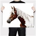 Picture of Spotted Horse _GroupedProduct_Rectangle_Landscape_Photography _GroupedProduct_Rectangle_Landscape_Canvas_