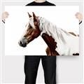 Picture of Spotted Horse _GroupedProduct_Rectangle_Landscape_Photography _GroupedProduct_Rectangle_Landscape_Canvas_