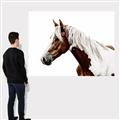 Picture of Spotted Horse _GroupedProduct_Rectangle_Landscape_Photography _GroupedProduct_Rectangle_Landscape_Canvas_