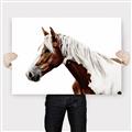 Picture of Spotted Horse _GroupedProduct_Rectangle_Landscape_Photography _GroupedProduct_Rectangle_Landscape_Canvas_