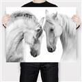 Picture of Face Off Horses _GroupedProduct_Rectangle_Landscape_Photography _GroupedProduct_Rectangle_Landscape_Canvas_