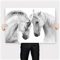 Picture of Face Off Horses _GroupedProduct_Rectangle_Landscape_Photography _GroupedProduct_Rectangle_Landscape_Canvas_