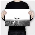 Picture of Field Sheep  _GroupedProduct_Rectangle_Landscape_Photography _GroupedProduct_Rectangle_Landscape_Canvas_
