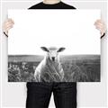Picture of Field Sheep  _GroupedProduct_Rectangle_Landscape_Photography _GroupedProduct_Rectangle_Landscape_Canvas_