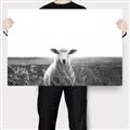 Picture of Field Sheep  _GroupedProduct_Rectangle_Landscape_Photography _GroupedProduct_Rectangle_Landscape_Canvas_