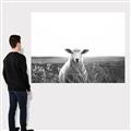 Picture of Field Sheep  _GroupedProduct_Rectangle_Landscape_Photography _GroupedProduct_Rectangle_Landscape_Canvas_