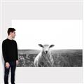 Picture of Field Sheep  _GroupedProduct_Rectangle_Landscape_Photography _GroupedProduct_Rectangle_Landscape_Canvas_