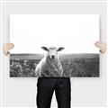 Picture of Field Sheep  _GroupedProduct_Rectangle_Landscape_Photography _GroupedProduct_Rectangle_Landscape_Canvas_