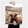 Picture of Furry Brown Cow _GroupedProduct_Rectangle_Portrait_Photography _GroupedProduct_Rectangle_Portrait_Canvas_