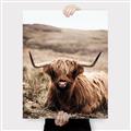 Picture of Furry Brown Cow _GroupedProduct_Rectangle_Portrait_Photography _GroupedProduct_Rectangle_Portrait_Canvas_