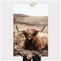 Picture of Furry Brown Cow _GroupedProduct_Rectangle_Portrait_Photography _GroupedProduct_Rectangle_Portrait_Canvas_