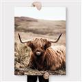 Picture of Furry Brown Cow _GroupedProduct_Rectangle_Portrait_Photography _GroupedProduct_Rectangle_Portrait_Canvas_