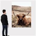 Picture of Furry Brown Cow _GroupedProduct_Rectangle_Portrait_Photography _GroupedProduct_Rectangle_Portrait_Canvas_