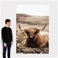 Picture of Furry Brown Cow _GroupedProduct_Rectangle_Portrait_Photography _GroupedProduct_Rectangle_Portrait_Canvas_