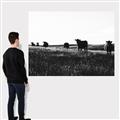 Picture of Cow Field  _GroupedProduct_Rectangle_Landscape_Photography _GroupedProduct_Rectangle_Landscape_Canvas_
