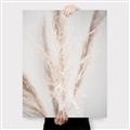 Picture of Whispy Pampas _GroupedProduct_Rectangle_Portrait_Photography _GroupedProduct_Rectangle_Portrait_Canvas_