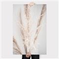 Picture of Whispy Pampas _GroupedProduct_Rectangle_Portrait_Photography _GroupedProduct_Rectangle_Portrait_Canvas_