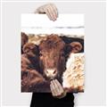 Picture of Snuggled Highland _GroupedProduct_Rectangle_Portrait_Photography _GroupedProduct_Rectangle_Portrait_Canvas_