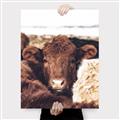 Picture of Snuggled Highland _GroupedProduct_Rectangle_Portrait_Photography _GroupedProduct_Rectangle_Portrait_Canvas_
