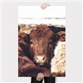 Picture of Snuggled Highland _GroupedProduct_Rectangle_Portrait_Photography _GroupedProduct_Rectangle_Portrait_Canvas_