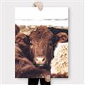 Picture of Snuggled Highland _GroupedProduct_Rectangle_Portrait_Photography _GroupedProduct_Rectangle_Portrait_Canvas_