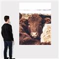 Picture of Snuggled Highland _GroupedProduct_Rectangle_Portrait_Photography _GroupedProduct_Rectangle_Portrait_Canvas_