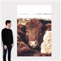 Picture of Snuggled Highland _GroupedProduct_Rectangle_Portrait_Photography _GroupedProduct_Rectangle_Portrait_Canvas_