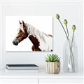 Picture of Spotted Horse _GroupedProduct_Rectangle_Landscape_Photography _GroupedProduct_Rectangle_Landscape_Canvas_