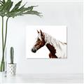 Picture of Spotted Horse _GroupedProduct_Rectangle_Landscape_Photography _GroupedProduct_Rectangle_Landscape_Canvas_