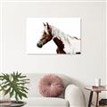 Picture of Spotted Horse _GroupedProduct_Rectangle_Landscape_Photography _GroupedProduct_Rectangle_Landscape_Canvas_