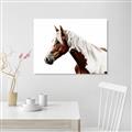 Picture of Spotted Horse _GroupedProduct_Rectangle_Landscape_Photography _GroupedProduct_Rectangle_Landscape_Canvas_