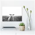 Picture of Field Sheep  _GroupedProduct_Rectangle_Landscape_Photography _GroupedProduct_Rectangle_Landscape_Canvas_