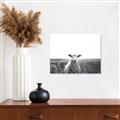 Picture of Field Sheep  _GroupedProduct_Rectangle_Landscape_Photography _GroupedProduct_Rectangle_Landscape_Canvas_