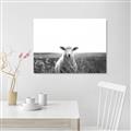 Picture of Field Sheep  _GroupedProduct_Rectangle_Landscape_Photography _GroupedProduct_Rectangle_Landscape_Canvas_