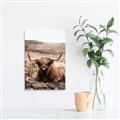 Picture of Furry Brown Cow _GroupedProduct_Rectangle_Portrait_Photography _GroupedProduct_Rectangle_Portrait_Canvas_