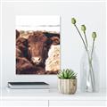 Picture of Snuggled Highland _GroupedProduct_Rectangle_Portrait_Photography _GroupedProduct_Rectangle_Portrait_Canvas_