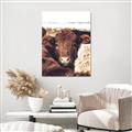 Picture of Snuggled Highland _GroupedProduct_Rectangle_Portrait_Photography _GroupedProduct_Rectangle_Portrait_Canvas_