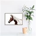 Picture of Spotted Horse _GroupedProduct_Rectangle_Landscape_Photography _GroupedProduct_Rectangle_Landscape_Canvas_Framed_