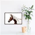 Picture of Spotted Horse _GroupedProduct_Rectangle_Landscape_Photography _GroupedProduct_Rectangle_Landscape_Canvas_Framed_