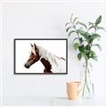 Picture of Spotted Horse _GroupedProduct_Rectangle_Landscape_Photography _GroupedProduct_Rectangle_Landscape_Canvas_Framed_