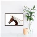 Picture of Spotted Horse _GroupedProduct_Rectangle_Landscape_Photography _GroupedProduct_Rectangle_Landscape_Canvas_Framed_