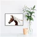 Picture of Spotted Horse _GroupedProduct_Rectangle_Landscape_Photography _GroupedProduct_Rectangle_Landscape_Canvas_Framed_
