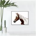 Picture of Spotted Horse _GroupedProduct_Rectangle_Landscape_Photography _GroupedProduct_Rectangle_Landscape_Canvas_Framed_